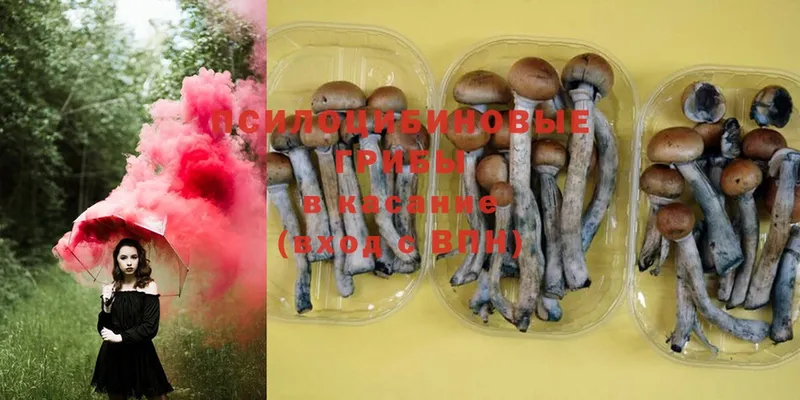 это телеграм  Оханск  Галлюциногенные грибы Psilocybine cubensis 